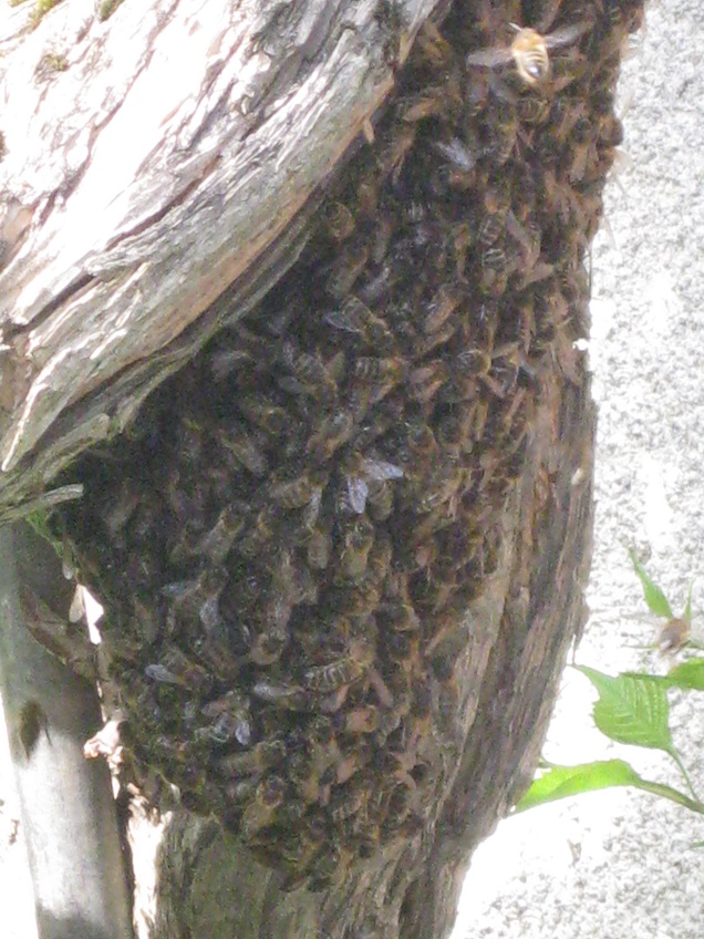 photo_Pâques_2011_Abeilles.jpg