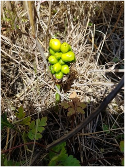 PLANTE HOTE DROSOPHILE
