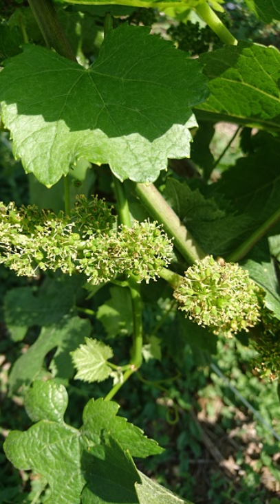 fleurs de vigne