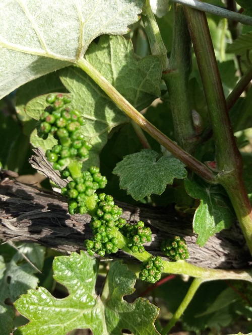 image fleur de vigne