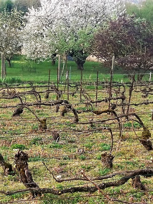 photo herbes et repas-www.champagne-gabriel-boutet.fr