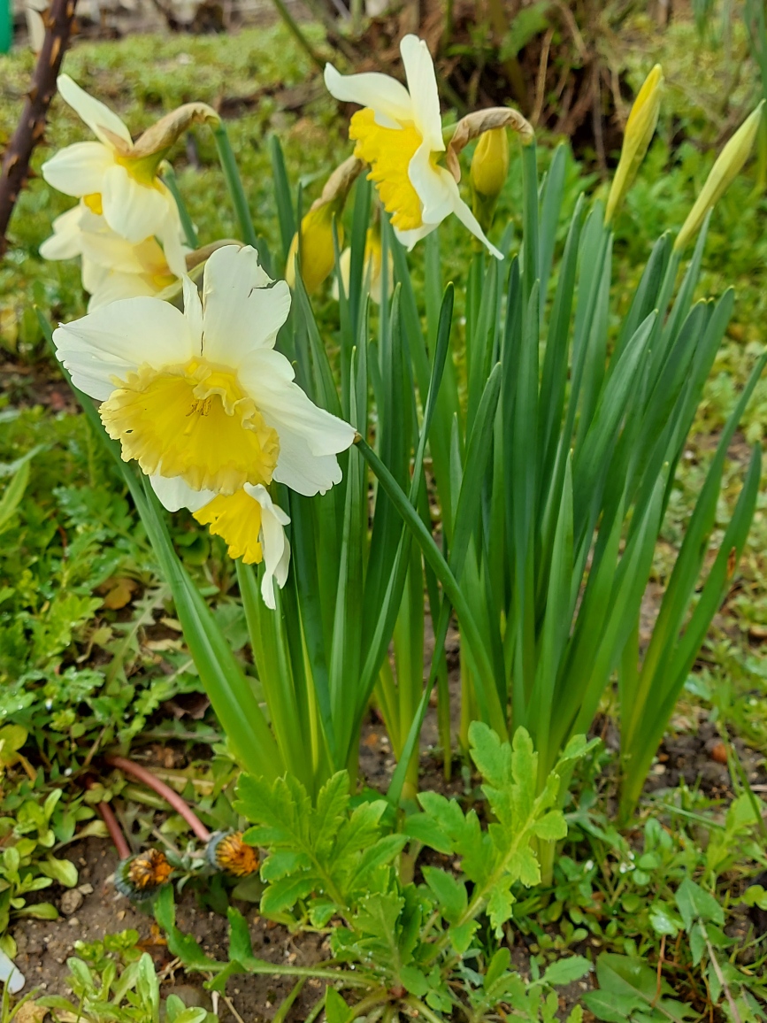 photos jonquilles de Charles 2020
